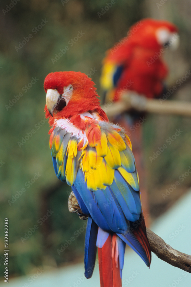 Fototapeta premium Vivid Parakeet - 鮮やかなインコ