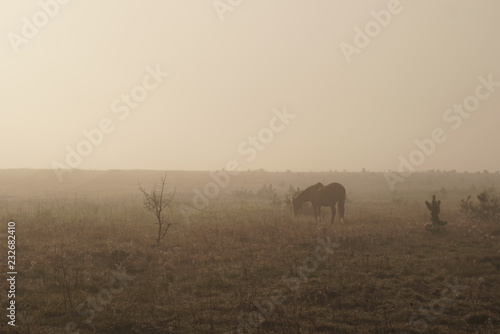 The horse is grazing in the fog