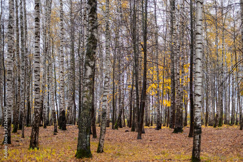 birch grove in autumn