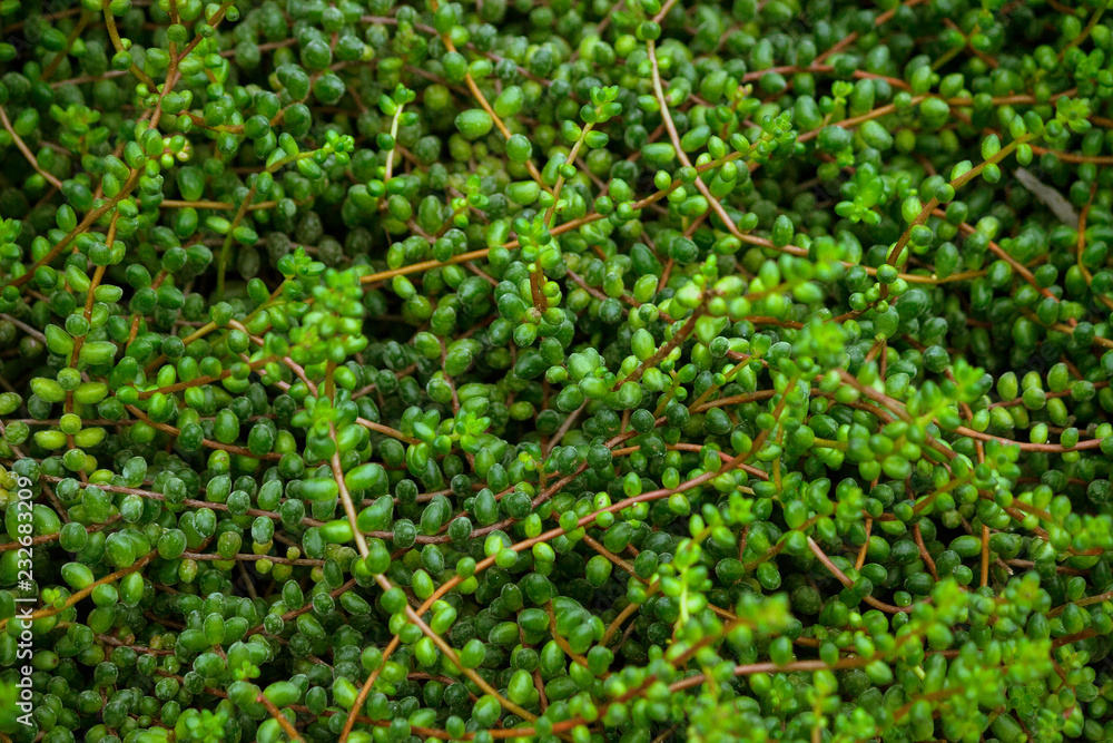 senecio, a lot of long stems with round leaves along the entire length, light and dark green shades, the plant grows a dense carpet on the ground, senecio, a lot of long stems with round leaves along the entire length, light and dark green shades, the plant grows a dense carpet on the ground,