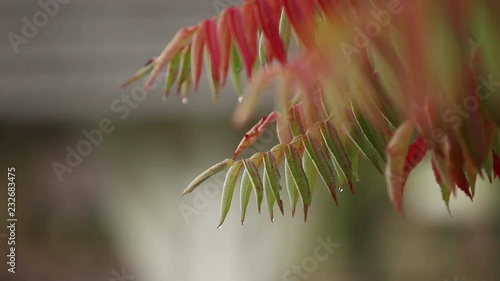 Red autumn leaves in forest. Downpour and wet leafs. Rair in autumn time. Slow motion of raindrops falling on colorful maple tree leaves photo