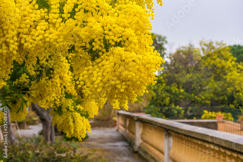 Arbre de mimosa sur la terrasse. sud de France..