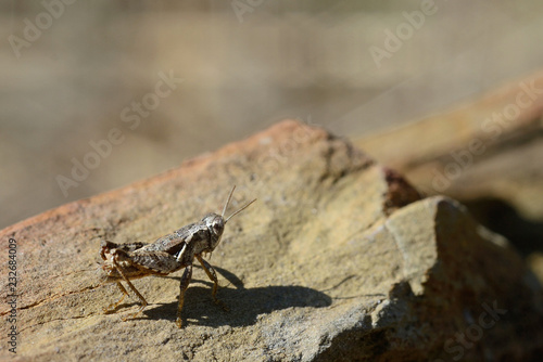 Italy, Tuscany, little grasshopper stands over a stone heated by the sun rays