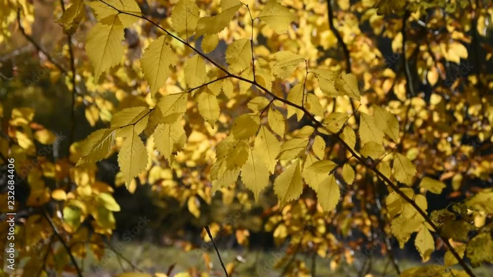 The forest in autumn: tree branch with yellow leaves The forest in autumn: tree branch with yellow leaves