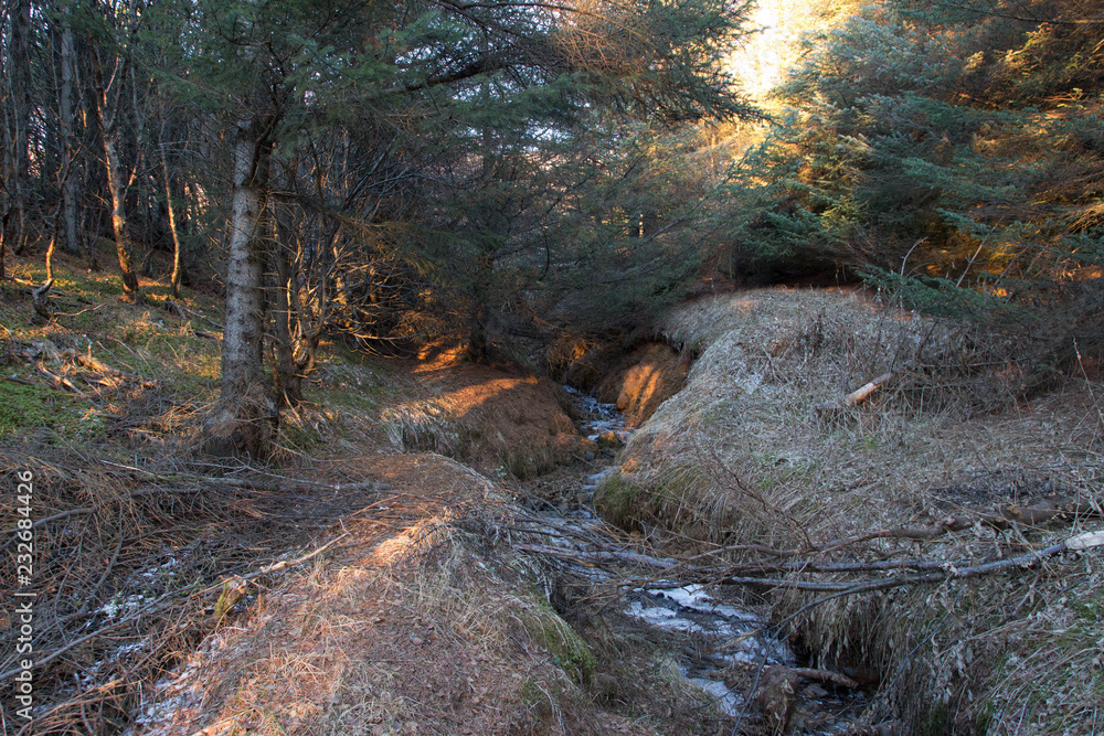 Golden spots of sunlight in an Icelandic forest Golden spots of sunlight in an Icelandic forest