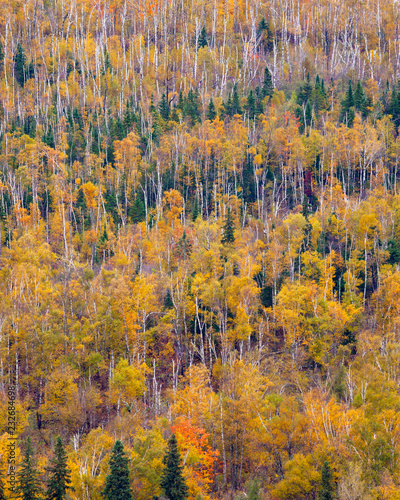 Fall colors on a hillside of Superior National Forest, Minnesota.