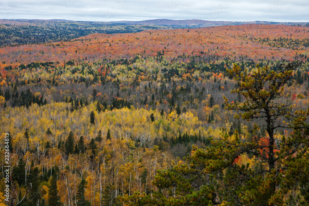 Fall foliage vista of the Superior National Forest on North Shore of Lake Superior, Minnesota.
