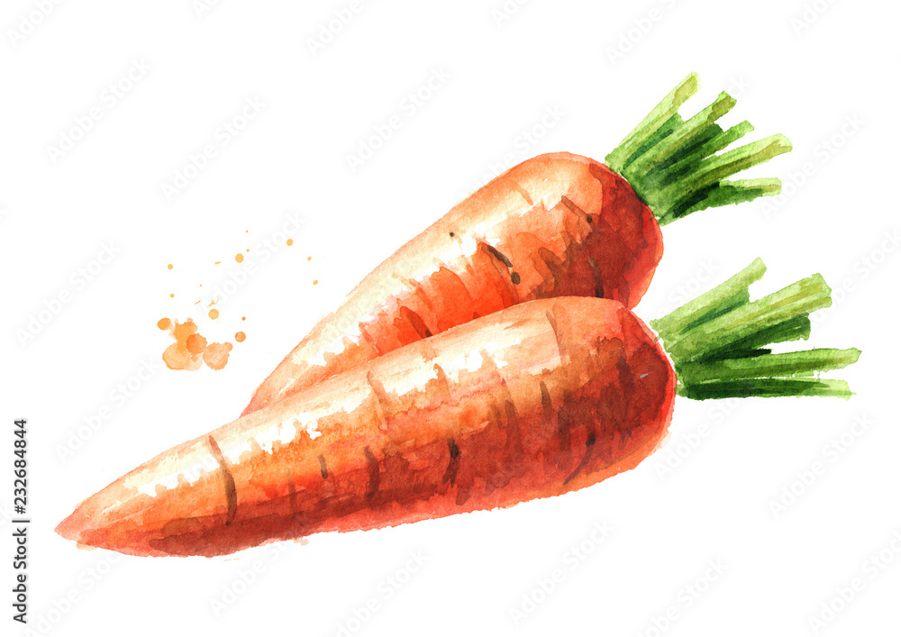 Fresh carrots. Watercolor hand drawn illustration  isolated on white background - obrazy, fototapety, plakaty 