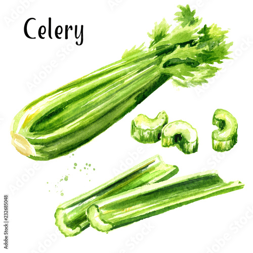 Fresh green celery stalk set. Watercolor hand drawn illustration,  isolated on white background