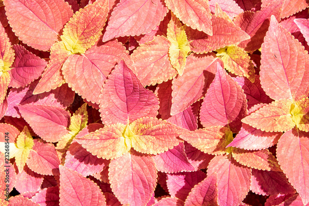 Begonia red leaves Begonia red leaves