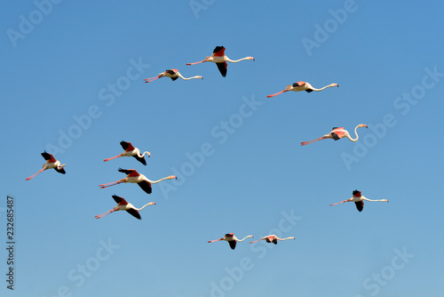 Group of flamingos in flight (Phoenicopterus ruber) on the blue sky background, in the Camargue is a natural region located south of Arles in France
