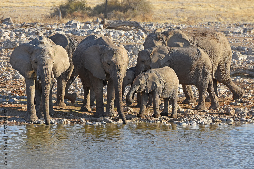 Obraz premium Elefanten (loxodonta africana) am Wasserloch Okaukuejo im Etosha Nationalpark in Namibia