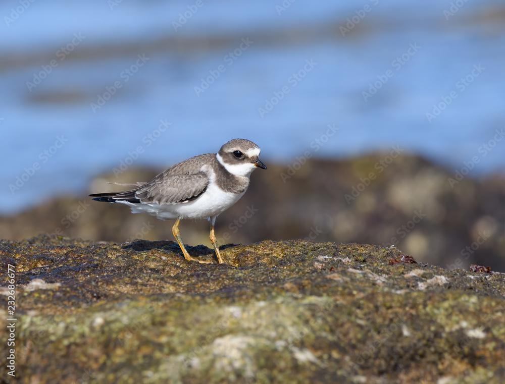 Common Ringed Plover Standing on Sea Rock Common Ringed Plover Standing on Sea Rock