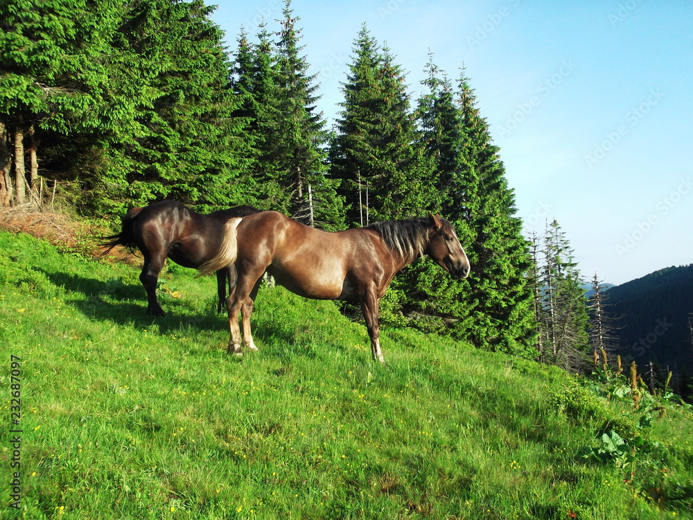 horse