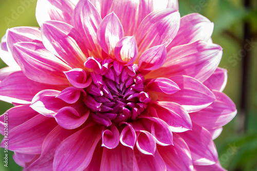 Fototapeta Naklejka Na Ścianę i Meble -  Dahlia flower