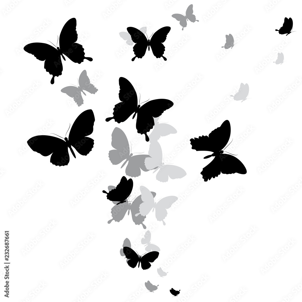 black butterfly, isolated on a white black butterfly, isolated on a white
