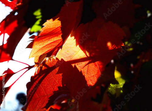 Natural background from Virginia creeper leaves with shadows and sunlight parts. The leaves are bright red with clear pattern of veins. photo