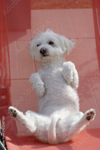 chien maltais en chaise longue photo