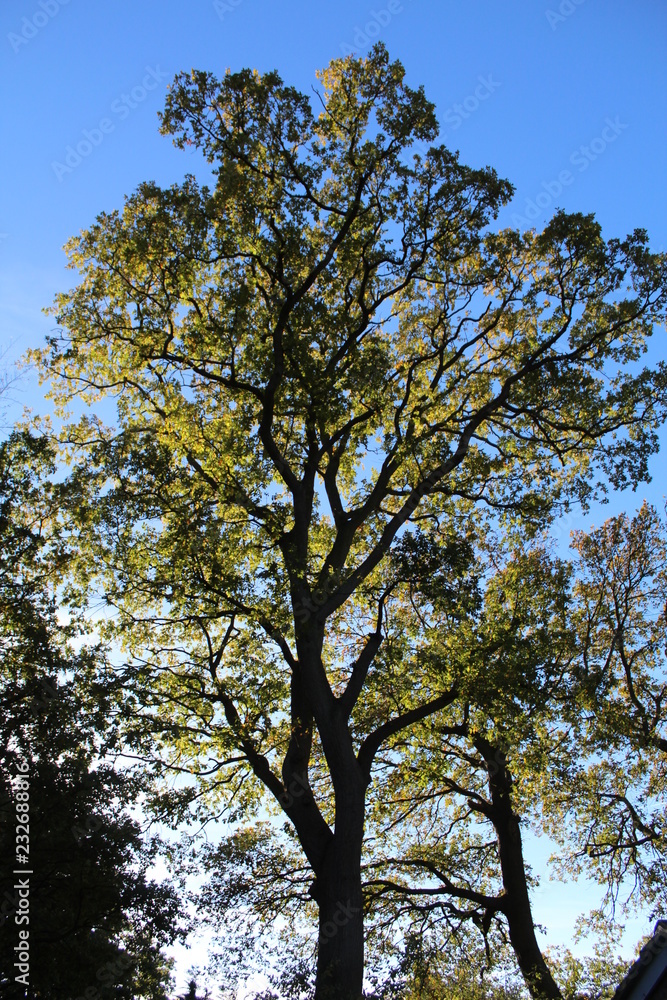 large old oak tree
