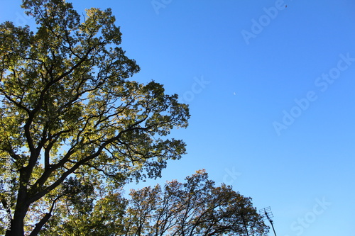 Oak against a blue sky landscape