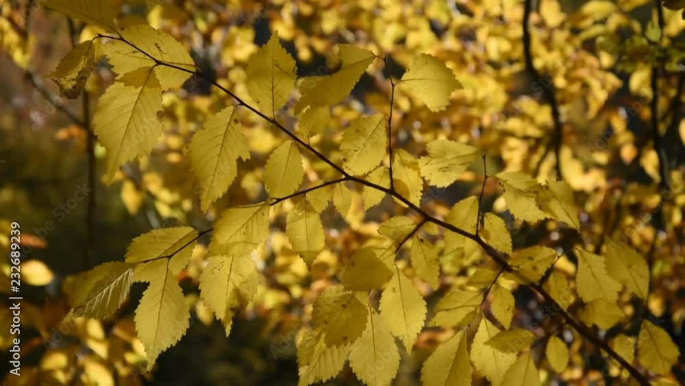 The forest in autumn: tree branch with yellow leaves The forest in autumn: tree branch with yellow leaves