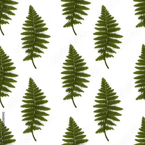 Colorful green twig fern. Vector Illustration