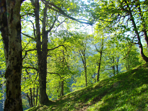 oak forest in the mountains