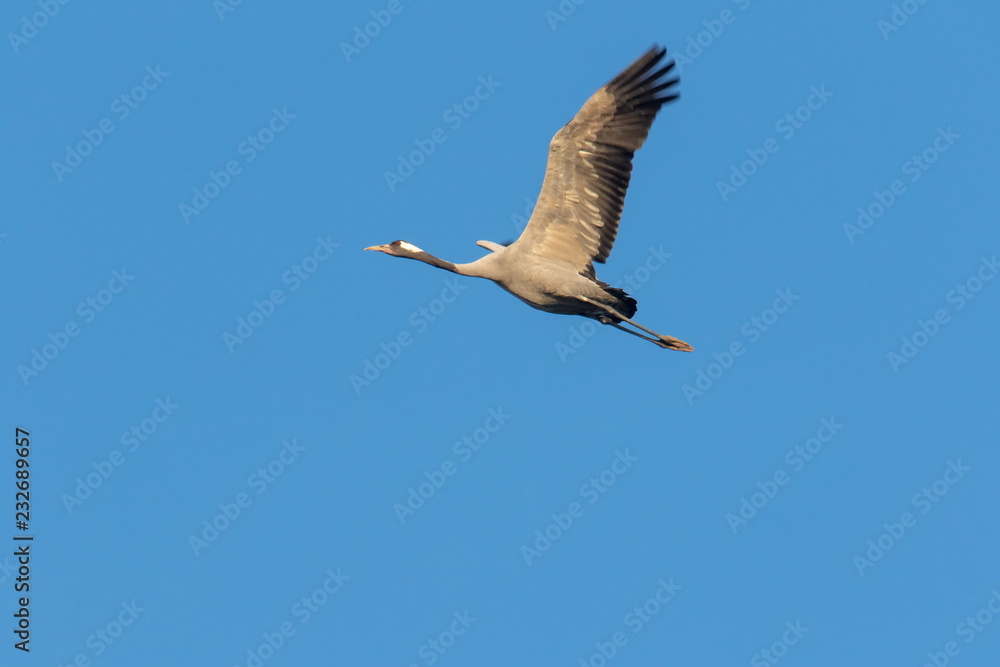 Obraz premium Graukranich