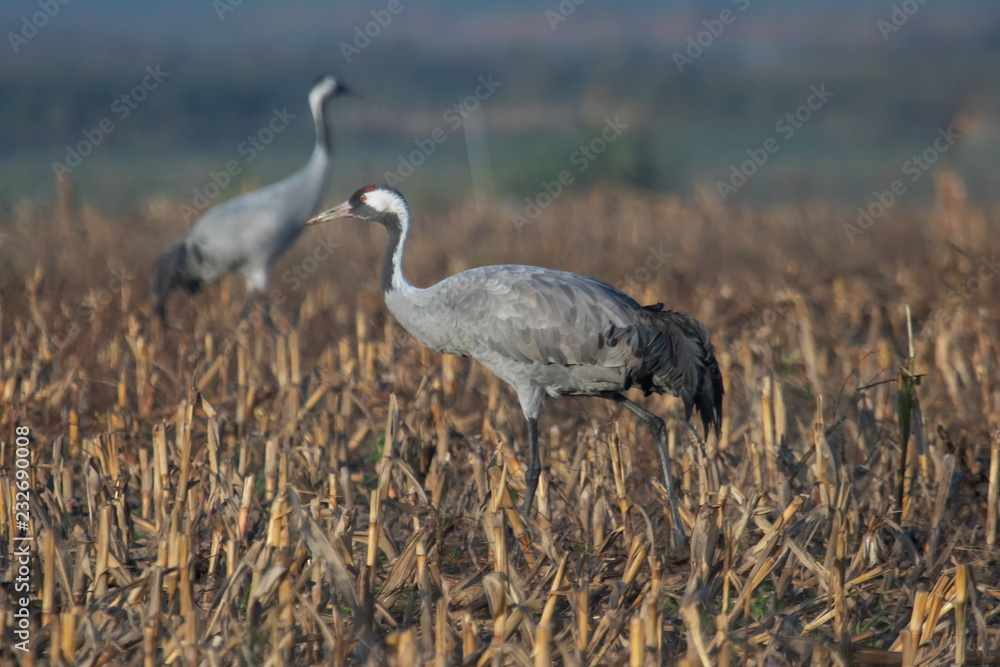Fototapeta premium Graukranich