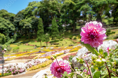 Fototapeta Naklejka Na Ścianę i Meble -  Dahlia flower