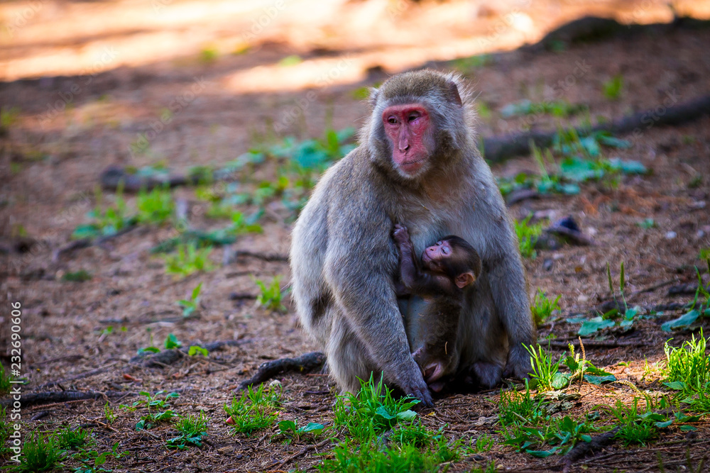 macaque mom take care of hanging child