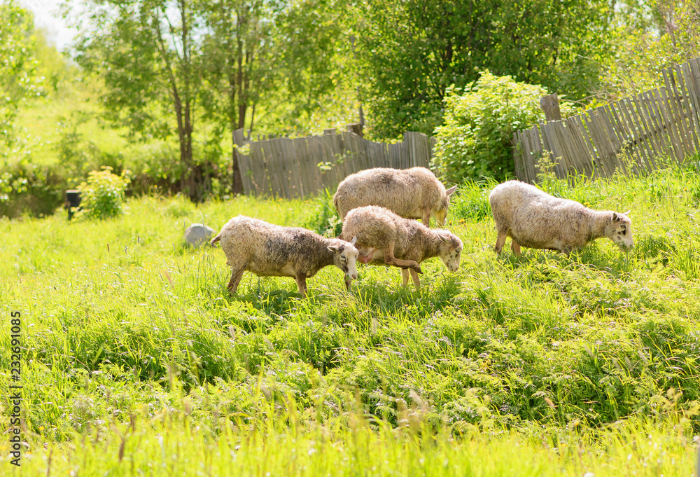 Obraz premium The herd of sheeps is grazing in summer field next to a village. Four farm animals are eating a green grass in sunny day.
