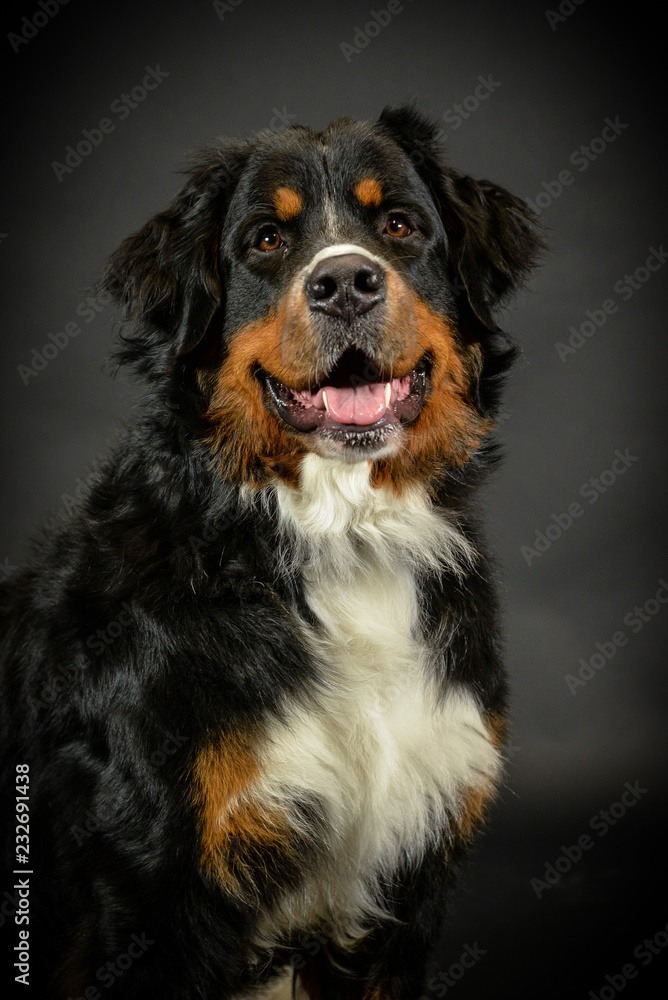 Hund Berner Sennenhund im Fotostudio vor schwarzem Hintergrund 