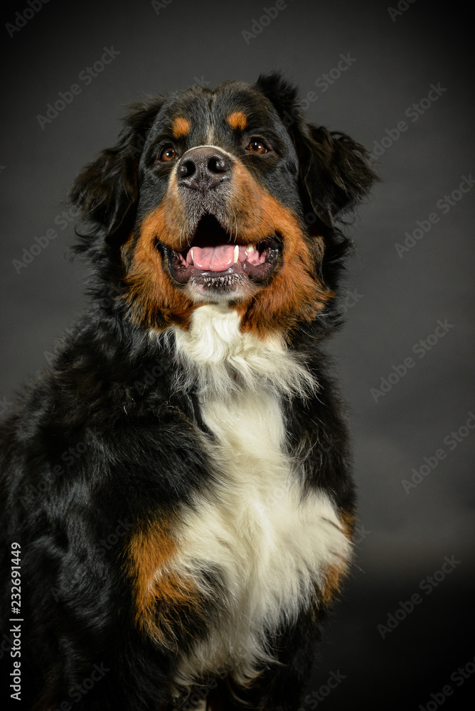 Hund Berner Sennenhund im Fotostudio vor schwarzem Hintergrund 