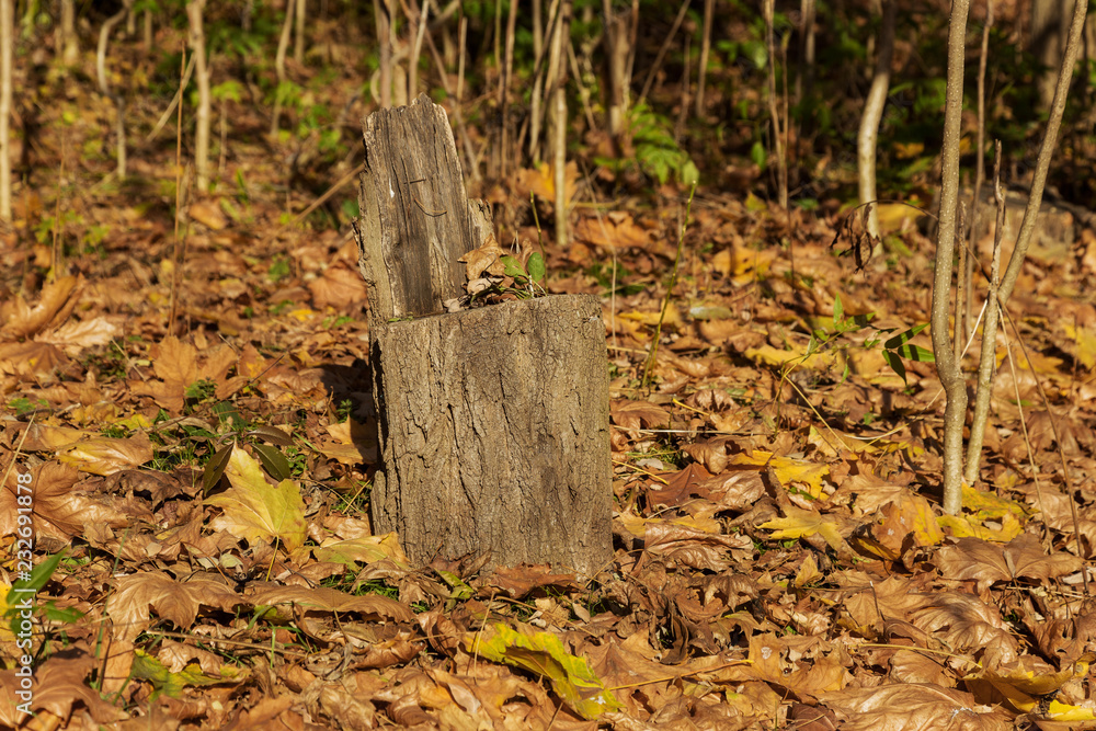 Creative unusual autumn landscape as background for calendar, postcard, poster - Old sawed stump in autumn forest among bright multi-colored leaves. Beautiful golden autumn landscape in the forest Creative unusual autumn landscape as background for calendar, postcard, poster - Old sawed stump in autumn forest among bright multi-colored leaves. Beautiful golden autumn landscape in the forest