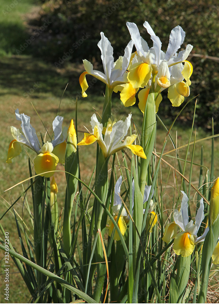 Obraz premium iris jaune de Hollande