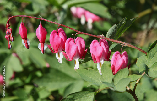 Dicentra spectabilis photo