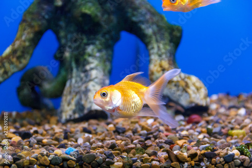 small yellow fish underwater