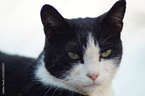 Portrait einer schwarz-weissen Katze © annacovic