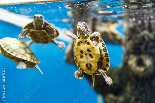 Group of turtles swimming