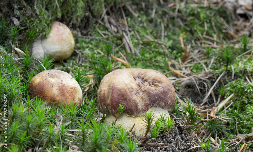Mushrooms in the woods Mushrooms in the woods