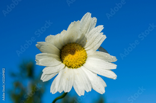 White Daisy on blue sky background