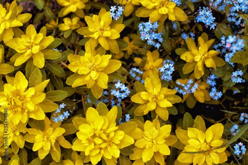 bright yellow flowers of milkweed and blue forget-me-nots in spring.