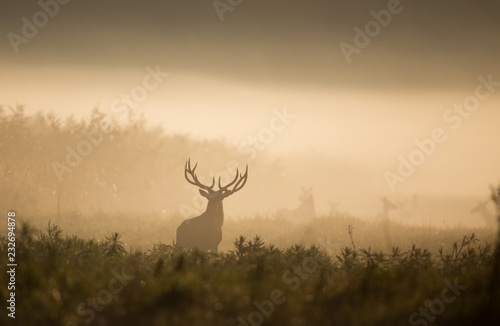 Red deer in forest on foggy morning