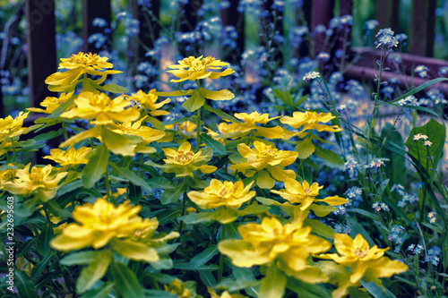 bright yellow flowers of milkweed and blue forget-me-nots in spring.