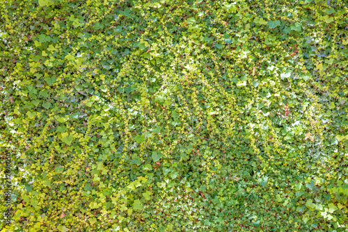 Green ivy leaves texture for nature background