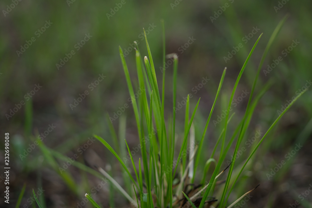 Obraz premium Green grass closeup abstract macro background texture