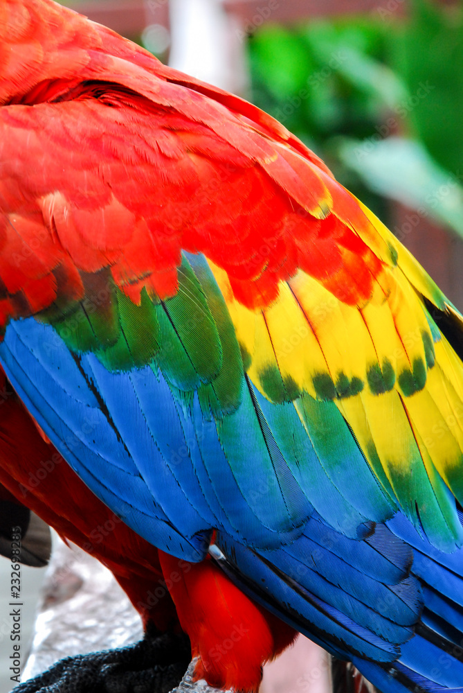 Obraz premium Textura plumas 2