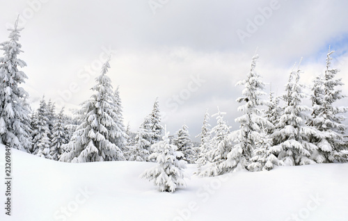 Winter landscape of mountains in fir forest and glade in snow