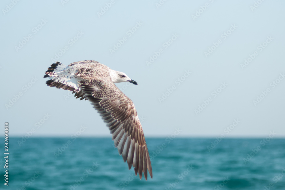 Naklejka premium Sea-gull flying above the sea.